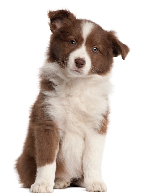 Border Collie-puppy, 8 weken oud