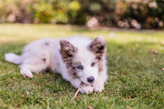 公園でボーダーコリーの子犬