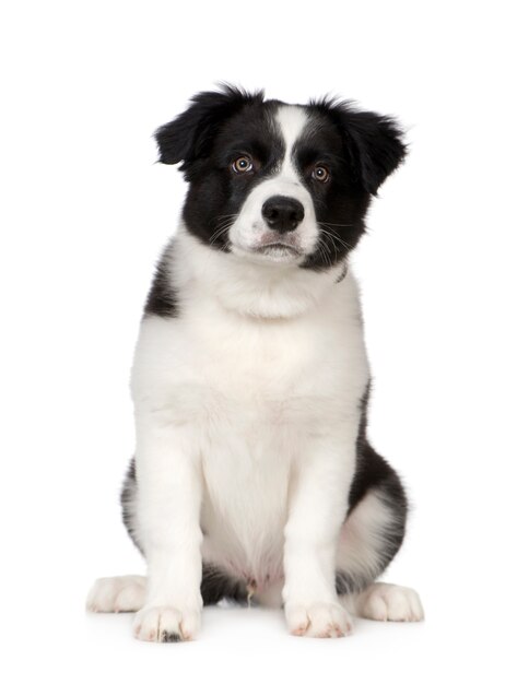 分離されたボーダーコリー子犬犬の肖像画