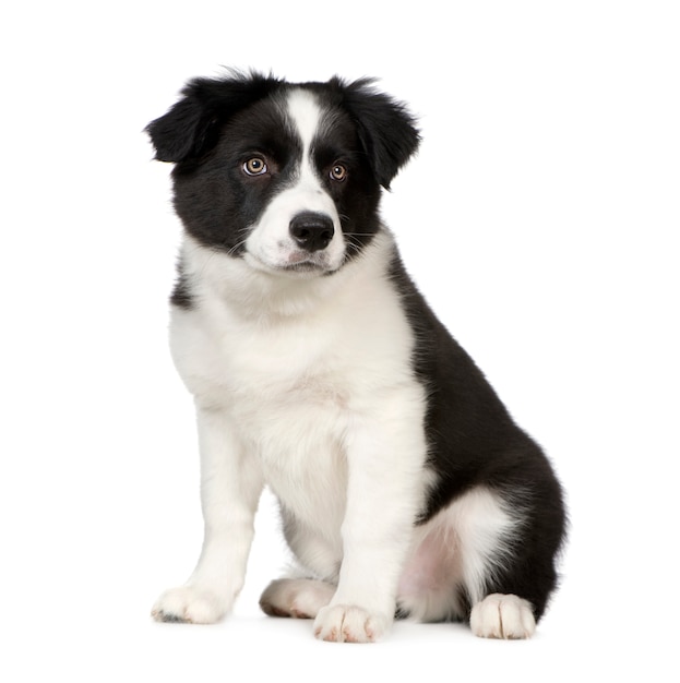 Border Collie Puppy dog portrait isolated