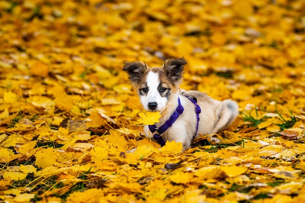 Photo border collie puppy dog in yellow autumn leaves