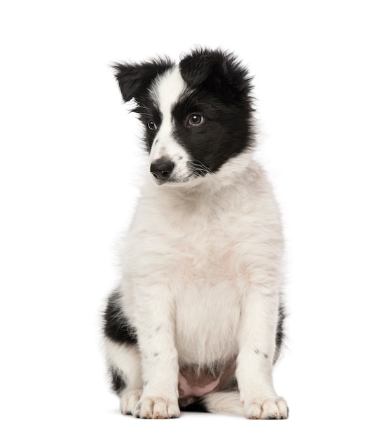 Border Collie puppy isolated on white