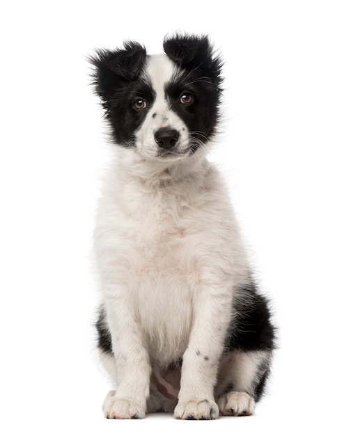 Border Collie puppy isolated on white