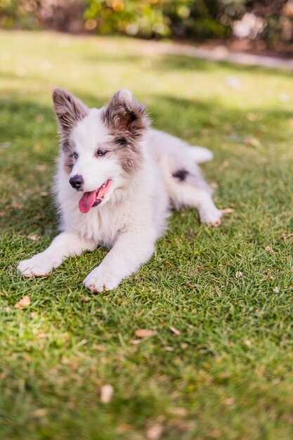 公園でボーダーコリーの子犬