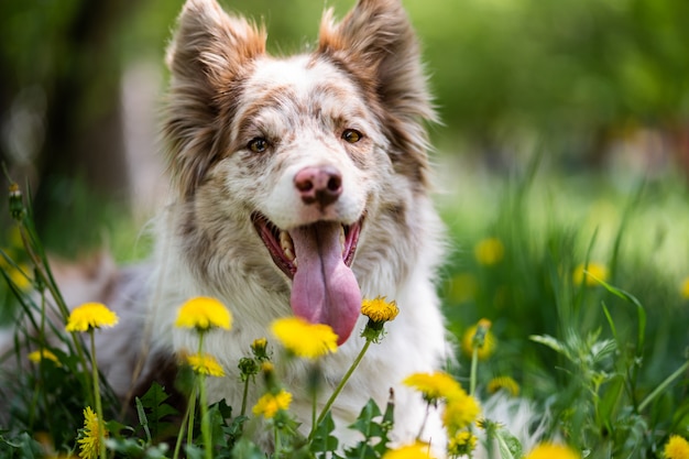 タンポポに座っているボーダーコリーの子犬