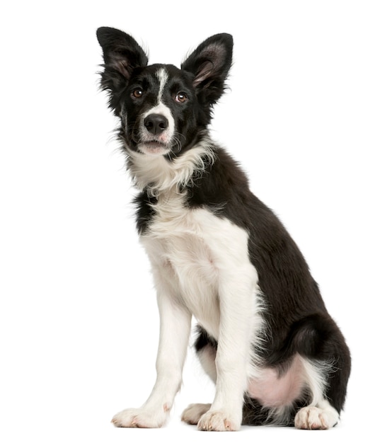 Border Collie puppy sitting in front of a white wall