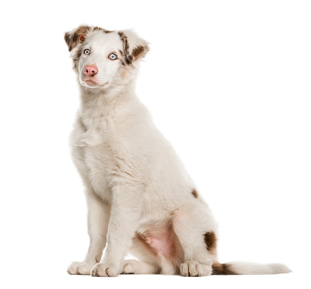 Сидящий щенок бордер-колли, изолированные на белом