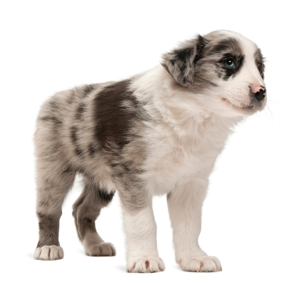 Border Collie puppy standing 