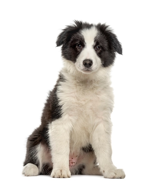 Border collie puppy zitten, geïsoleerd op wit