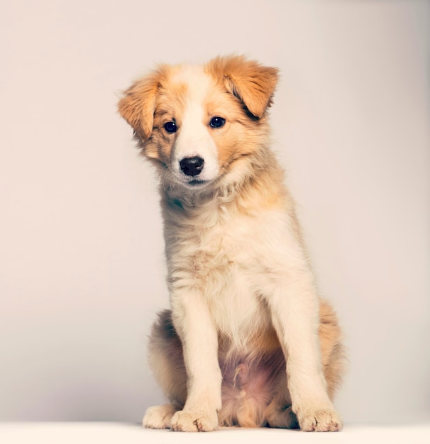 Border Collie puppy zittend tegen beige achtergrond