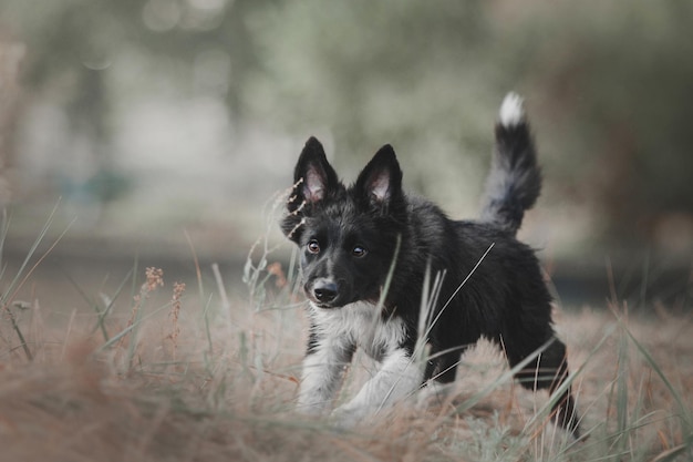 Border collie-puppy