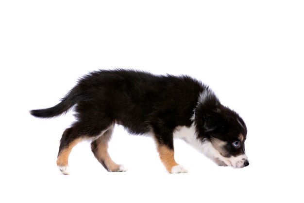 ボーダーコリーの子犬