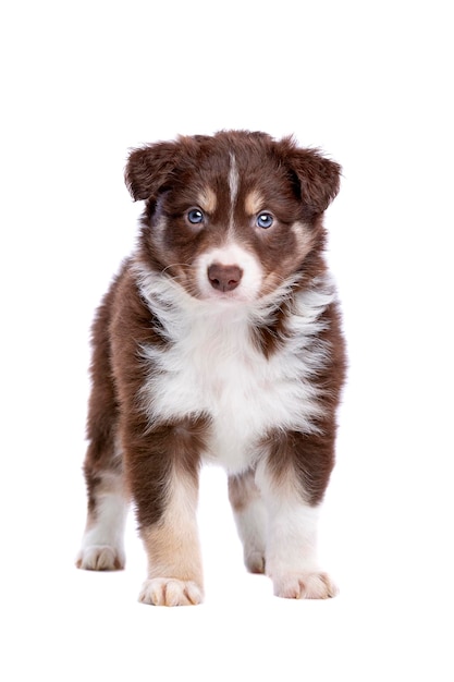 Border collie puppy