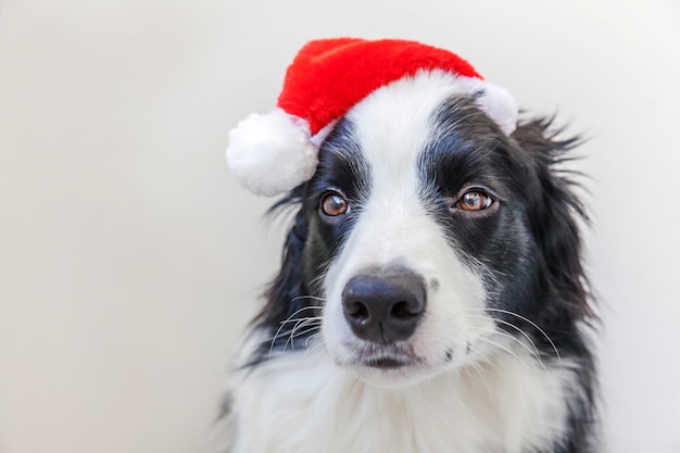 Border collie in red Santa Claus hat isolated on white background