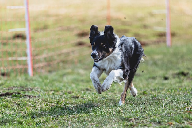 Border Collie running straight on camera and chasing coursing lure on green field