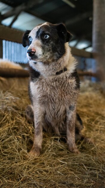 Foto border collie pastore che lavora in una fattoria a brecon beacons, galles, marzo 2023