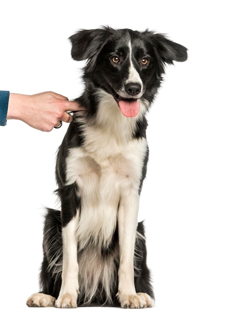 Border collie che si siede contro il fondo bianco