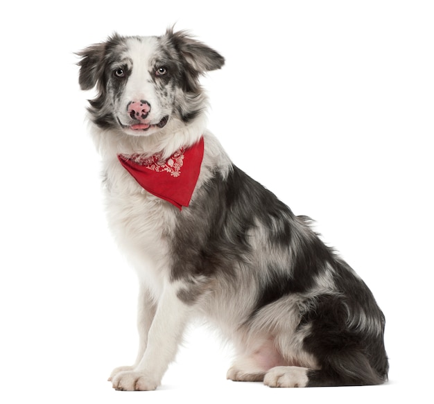 Border Collie, sitting against white background