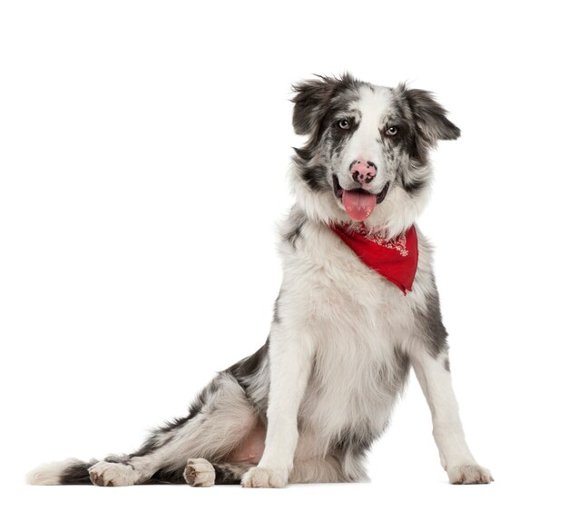 Border Collie, sitting against white background