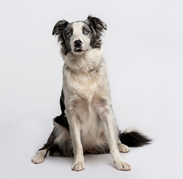 Border collie seduto davanti a un muro bianco