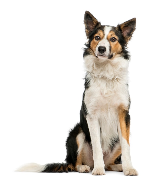 Border collie sitting isolated on white