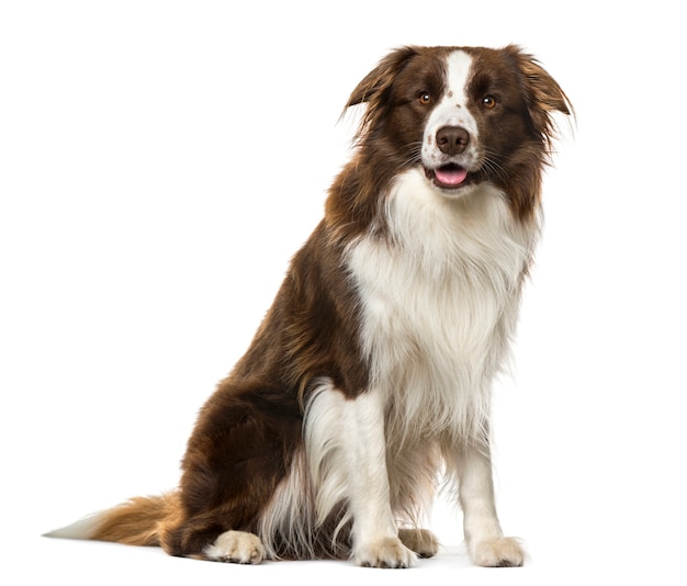 Border Collie sitting, isolated on white