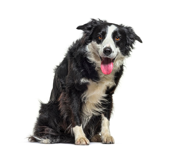 Border collie sitting isolated on white