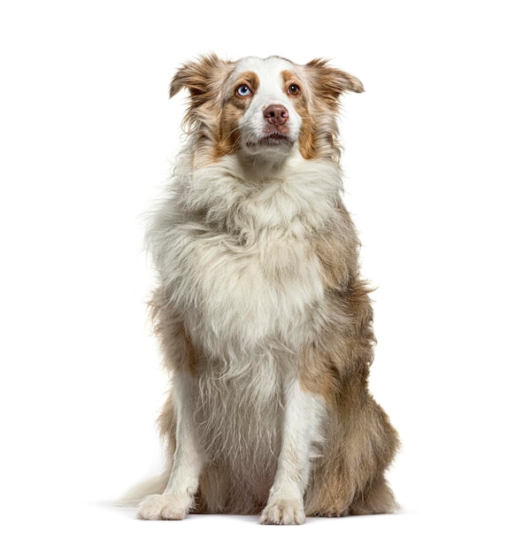 Border collie sitting isolated on white