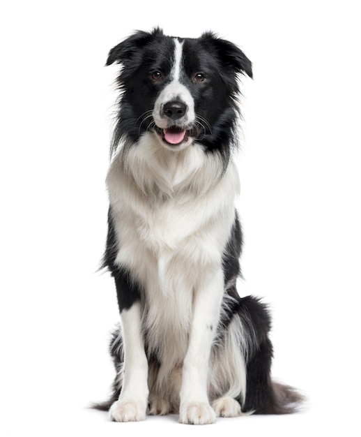 Border Collie sitting and looking the camera isolated on white