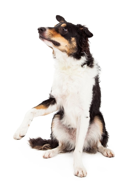 Border Collie Sitting And Offering Paw