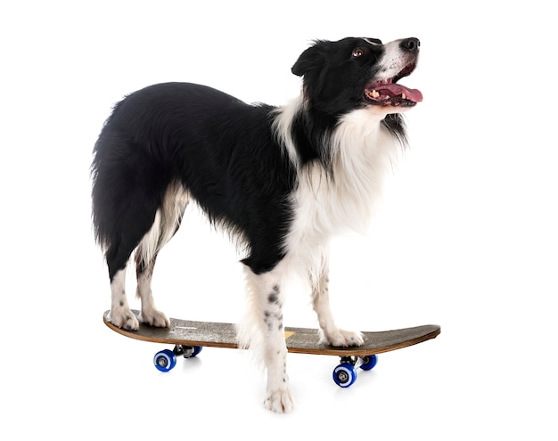 border collie and skateboard