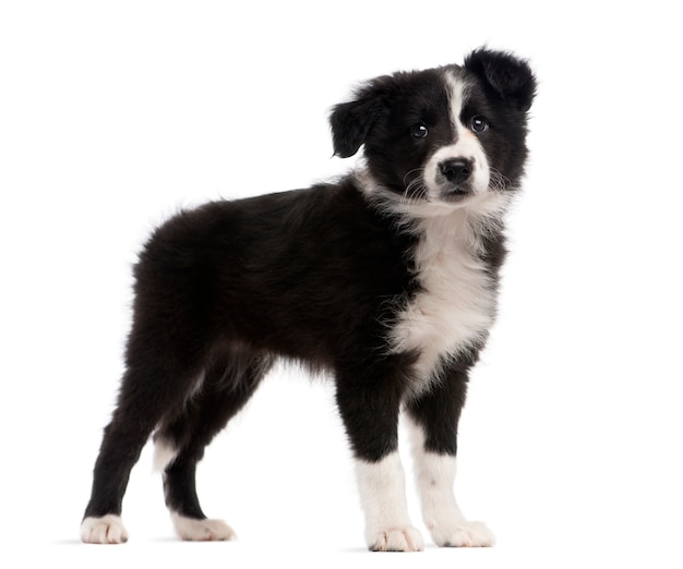 Border Collie staat voor een witte muur