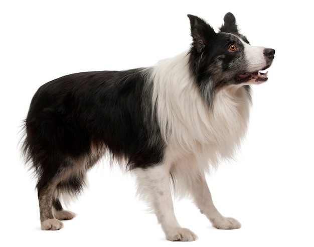 Photo border collie standing