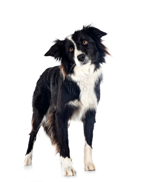 Border collie in studio