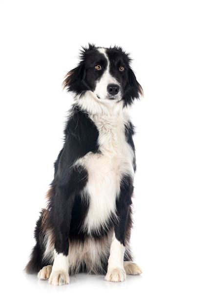 Border collie in studio