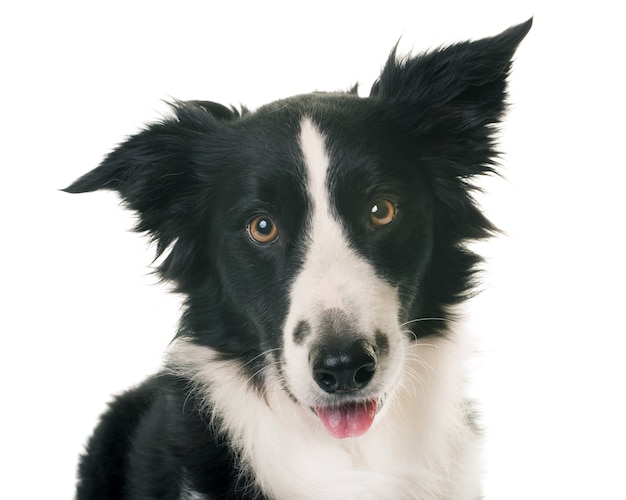 border collie in studio