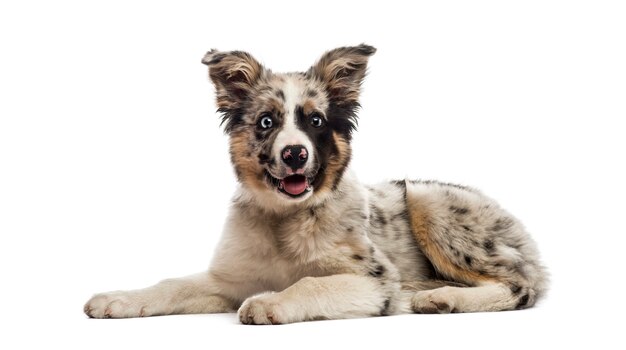 Border collie voor een witte muur