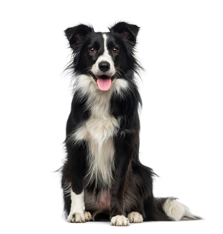 Foto border collie voor een witte muur