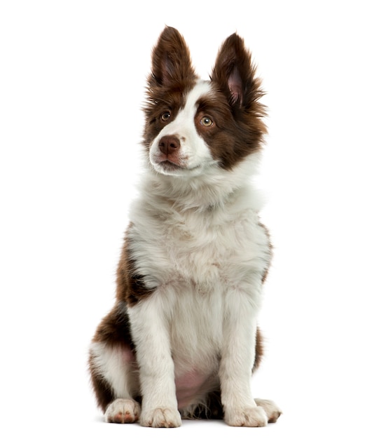 Border Collie voor witte muur