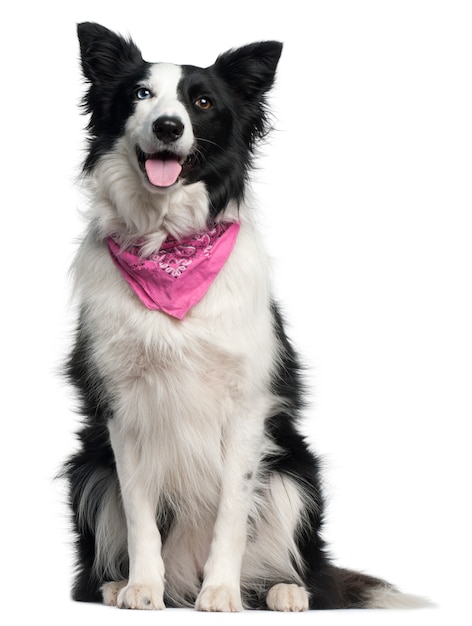 Border Collie wearing pink handkerchief, 2 years old, sitting