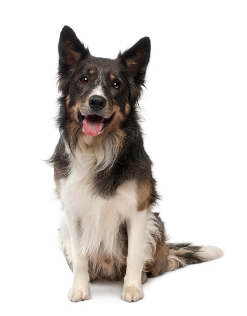 Border collie on white