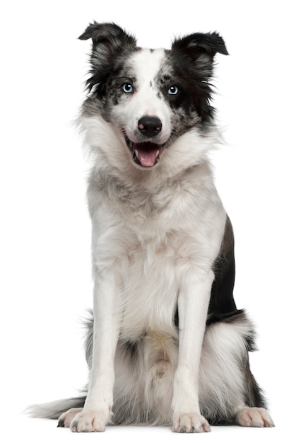 Border Collie with 10 months old. Dog portrait isolated