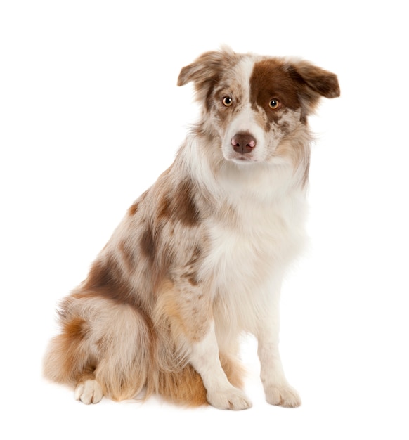 Border Collie with 10 months old. Dog portrait isolated