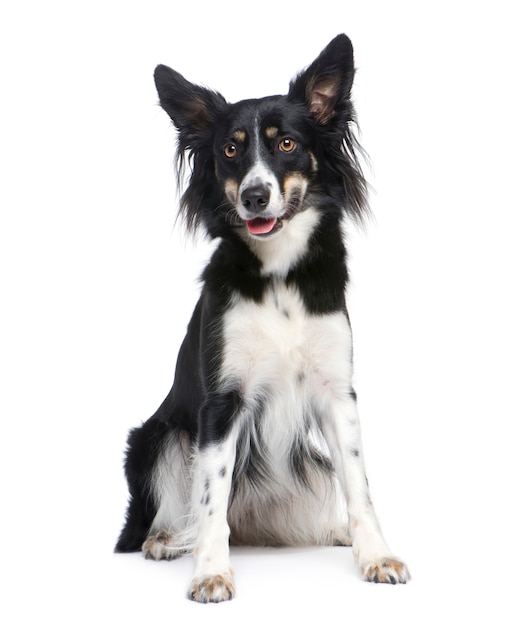 Border Collie with 18 months. Dog portrait isolated