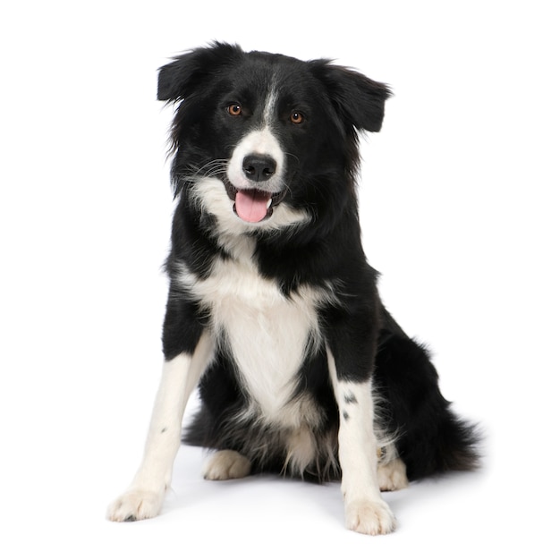 Border Collie with 9 months. Dog portrait isolated