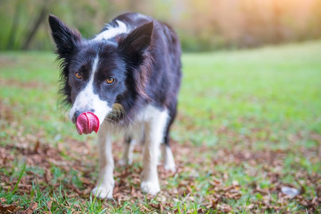 Border collie with tongue outside