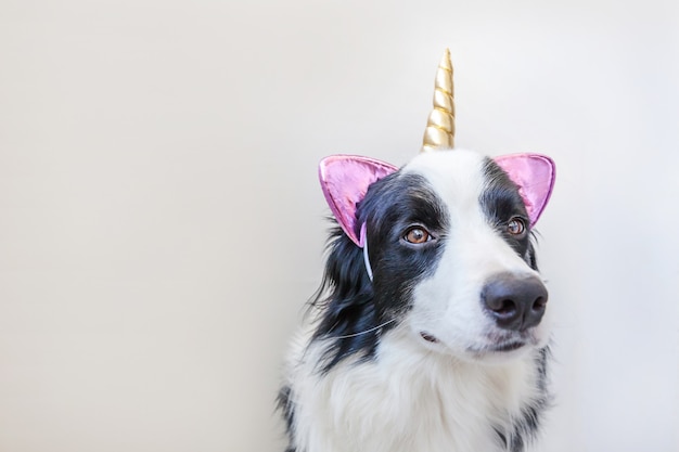 Border collie con corno di unicorno isolato su sfondo bianco