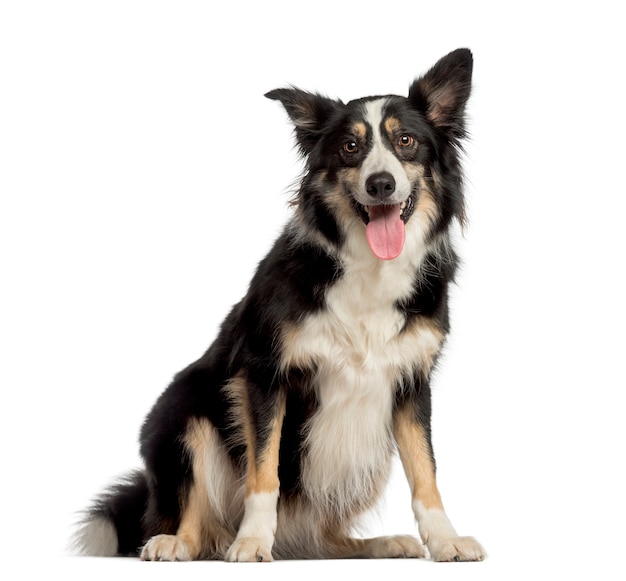 Border Collie zit een witte achtergrond