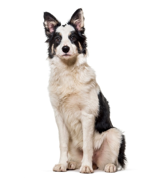 Border collie-zitting tegen witte achtergrond
