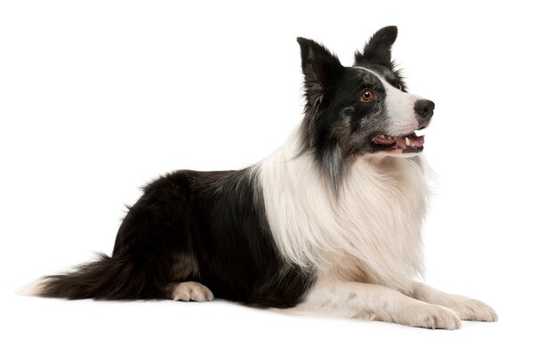 Border Collie